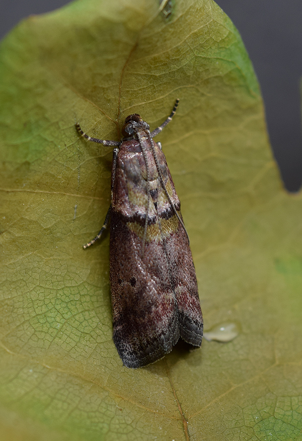 Acrobasis.... Acrobasis sodalella, Pyralidae